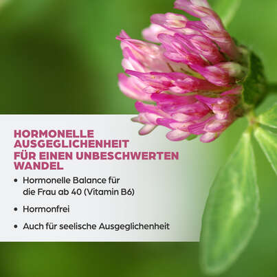 Sie sehen eine Packung Dr. Böhm Isoflavon mit Griffonia, Produktbild: 03 Dr. Böhm Isoflavon mit Griffonia, A-Nr.: 4356610 - 03