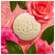 Sie sehen eine Packung Seifen Roger & Gallet Wellbeing/soap/box Heritage Rose The 100g, Produktbild: 04 Seifen Roger & Gallet Wellbeing/soap/box Heritage Rose The 100g, A-Nr.: 5733492 - 04