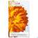 Sie sehen eine Packung Weleda Calendula Wundschutzcreme 30ml, Produktbild: 07 Weleda Calendula Wundschutzcreme 30ml, A-Nr.: 5190910 - 07