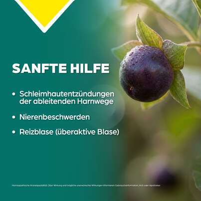 Sie sehen eine Packung Apozema® Nr. 09 Blasen- und Nieren-Tropfen, Produktbild: 03 Apozema® Nr. 09 Blasen- und Nieren-Tropfen, A-Nr.: 0957525 - 03