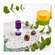 Aetherische Oele Taoasis Bio Eucalyptus 5ml, A-Nr.: 3163406 - 04