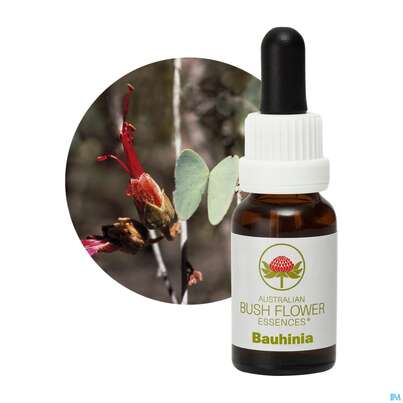 Sie sehen eine Packung Aub Bauhinia, Produktbild: 04 Aub Bauhinia, A-Nr.: 2626844 - 04