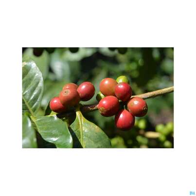 Sie sehen eine Packung Sonnentor Gruener Kaffee Bio Aufgussbeutel 02906 18st, Produktbild: 06 Sonnentor Gruener Kaffee Bio Aufgussbeutel 02906 18st, A-Nr.: 4276006 - 06
