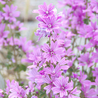 Sie sehen eine Packung RAUSCH Malven SHOWER GEL, Produktbild: 03 RAUSCH Malven SHOWER GEL, A-Nr.: 4948492 - 03