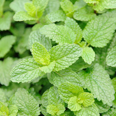 Sie sehen eine Packung RAUSCH Minze BODY LOTION, Produktbild: 02 RAUSCH Minze BODY LOTION, A-Nr.: 4948546 - 02