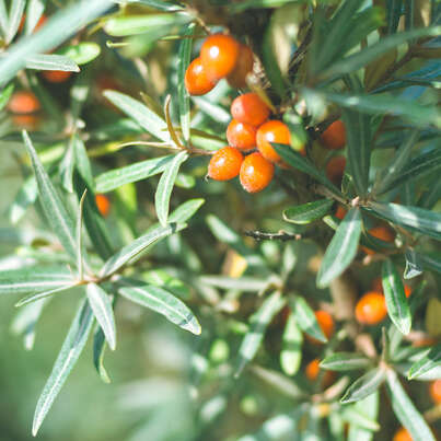 Sie sehen eine Packung RAUSCH HAIRSPRAY Strong Aerosol, Produktbild: 02 RAUSCH HAIRSPRAY Strong Aerosol, A-Nr.: 4568588 - 02